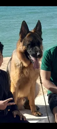 الراعي الألماني_màlle berger almend inclinée wajd lel couplage 