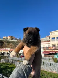 Chiot femelle malinois gendarme 40jr plus de photo sur whatsup