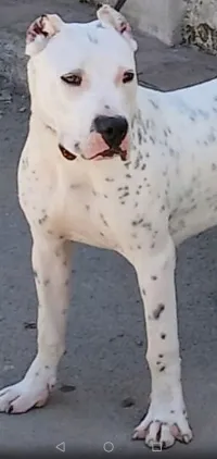 Top Femelle dog argentin 10 mois