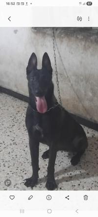 كلاب-femelle-malinoi-bleu-بني-مراد-البليدة-الجزائر