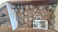 Tortue سلاحف فكارن