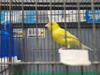 2 canari
