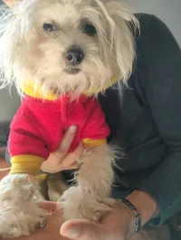 Caniche 