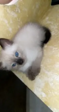 Chatons Siamois 