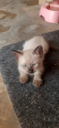 قطط سيامى