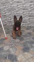 chien-femelle-malinois-seddouk-bejaia-algerie