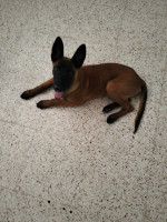 chien-malinois-pure-race-ain-naadja-alger-algerie