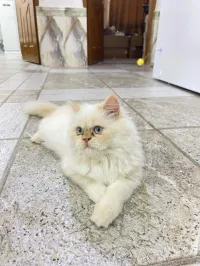 Himalayan