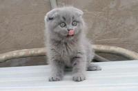 chat-scottish-fold-ouled-fayet-alger-algerie