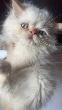 Himalayenne