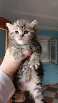 British shorthair 