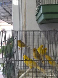 Canaris de race