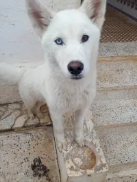Husky 