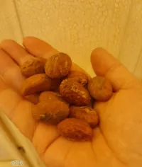 Noix petit kola