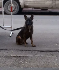 Malinois 