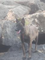 chien-berger-malinois-ouadhia-tizi-ouzou-algerie