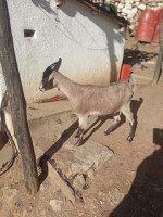 autre-chevre-alpine-bouzeguene-tizi-ouzou-algerie