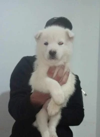 chiot husky 45 jours