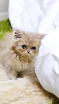 Vendre un chaton persan mâle 