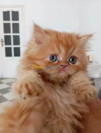 Vendre un chaton persan femelle 