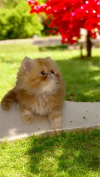 Vendre chaton persan 2 mois 