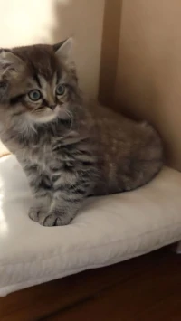 Vendre chaton persan malle