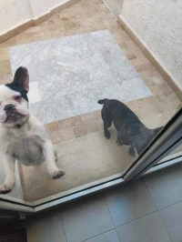 Bulldog français 