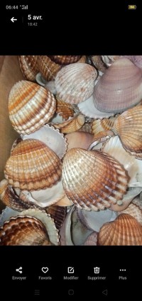 autre-coquillages-douera-alger-algerie