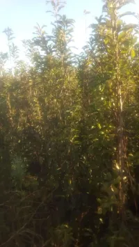 بيع أشجار مثمرة pépinière 