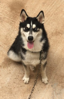 chien-husky-tlemcen-algerie