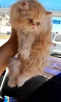 Chat persan mâle et femelle