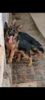 chien-disponible-2-femmel-berger-allemand-pedigree-chlef-algerie