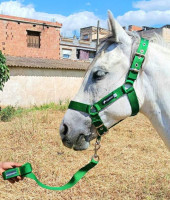 accessoire-pour-animaux-materiel-equitation-cheval-mohammadia-alger-algerie