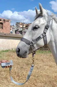 Matériel équitation cheval 