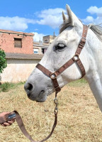 أكسسوارات-للحيوانات-materiel-equitation-cheval-المحمدية-الجزائر