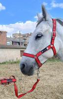 accessoire-pour-animaux-materiel-equitation-cheval-mohammadia-alger-algerie