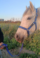 أكسسوارات-للحيوانات-materiel-equitation-cheval-المحمدية-الجزائر