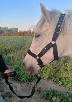 accessoire-pour-animaux-materiel-equitation-cheval-mohammadia-alger-algerie