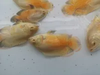 Oscar albino 