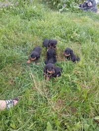 Chiots rottweiler Tizi Ouzou 