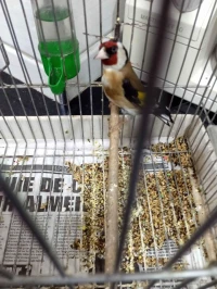 un chardonneret oiseaux a vendre 