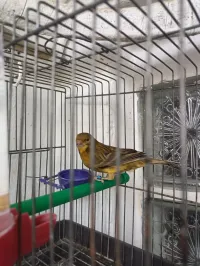 Canari Mal 