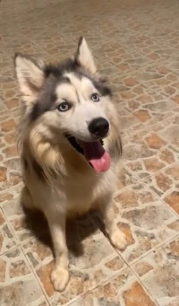 Husky mâle 