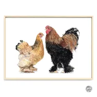 poule et cock brahma