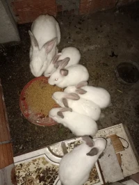 واد العلايڨ البليدة
