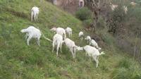 autre-chevre-a-vendre-boghni-tizi-ouzou-algerie