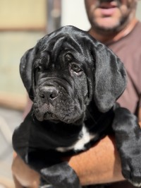 كلاب-cane-corso-femelle-المحمدية-الجزائر
