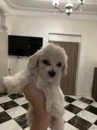 Caniche (age 2mois), vaccin+carnet