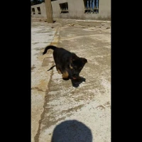 Chiot Berger Allemand pure 2 mois 