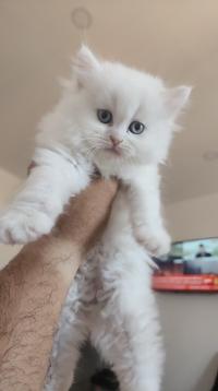 قطة-chatons-persan-مستغانم-الجزائر